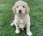 Small #14 Goldendoodle