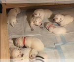 Small Photo #1 Labrador Retriever Puppy For Sale in MOSES LAKE, WA, USA