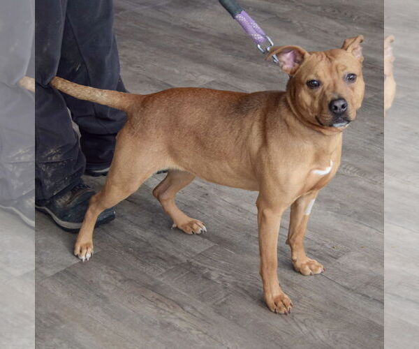 Medium Photo #2 American Staffordshire Terrier-Boxer Mix Puppy For Sale in Huntley, IL, USA