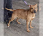 Small #1 American Staffordshire Terrier-Boxer Mix