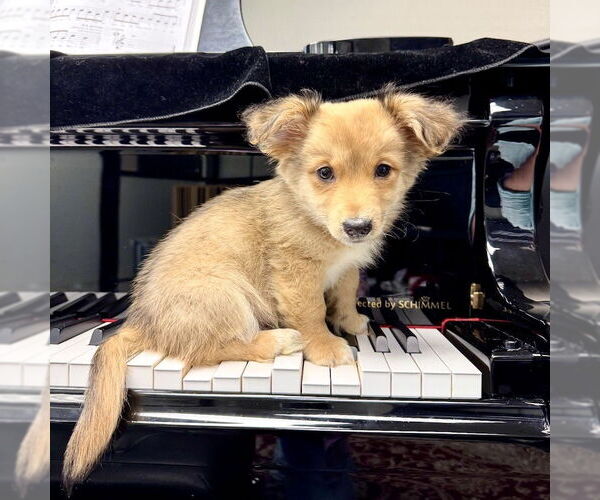 Medium Photo #3 Dorgi Puppy For Sale in San Juan Capistrano, CA, USA