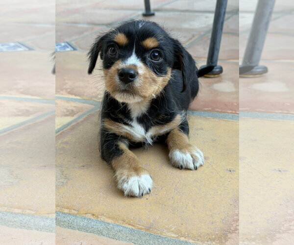 Medium Photo #5 Mutt Puppy For Sale in Lake Elsinore, CA, USA