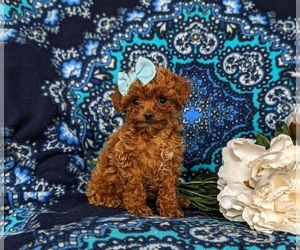 Poodle (Toy) Puppy for Sale in PARADISE, Pennsylvania USA