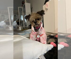 Medium Shih Tzu Mix