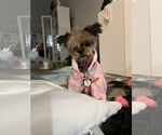 Small Shih Tzu Mix