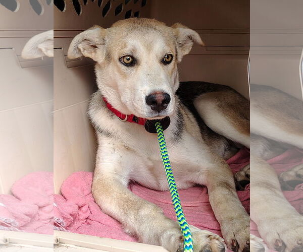 Medium Photo #5 German Shepherd Dog-Huskies  Mix Puppy For Sale in Cottage Grove, MN, USA