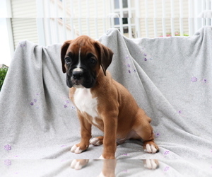 Boxer Puppy for sale in SHILOH, OH, USA