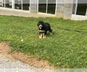 Bernedoodle Puppy for sale in LANCASTER, PA, USA
