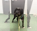 Small #1 Mutt