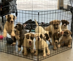 Boxador Puppy for sale in AUBREY, TX, USA