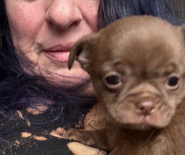 Medium Photo #4 Chihuahua Puppy For Sale in WHALEYVILLE, MD, USA