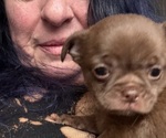 Small #3 Chihuahua