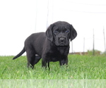 Small Photo #1 Labrador Retriever Puppy For Sale in FRYSTOWN, PA, USA