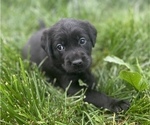 Small Photo #6 Golden Labrador Puppy For Sale in CRIMORA, VA, USA