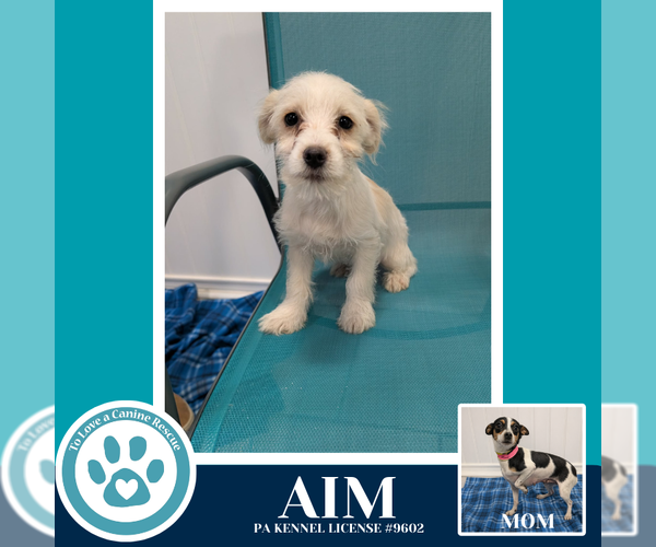 Medium Photo #2 Chihuahua-Unknown Mix Puppy For Sale in Kimberton, PA, USA