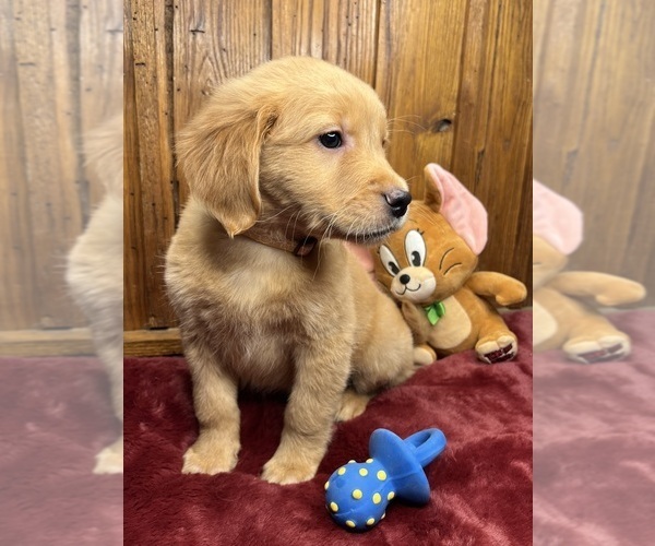 Medium Photo #5 Golden Retriever Puppy For Sale in NEOLA, WV, USA