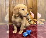 Small #4 Golden Retriever