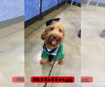 Small #10 Goldendoodle (Miniature)