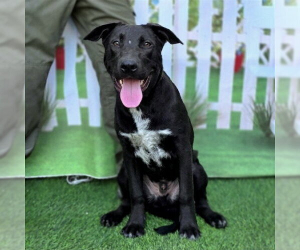 Medium Photo #1 Labrador Retriever-Unknown Mix Puppy For Sale in Long Beach, CA, USA