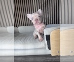 Small #10 French Bulldog
