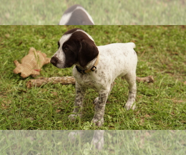 Medium Photo #7 German Shorthaired Pointer-German Wirehaired Pointer Mix Puppy For Sale in FREDERICKSBURG, TX, USA