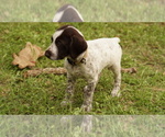 Small #6 German Shorthaired Pointer-German Wirehaired Pointer Mix