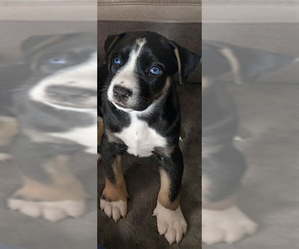 Medium Photo #2 Doberman Pinscher Puppy For Sale in San Bernardino, CA, USA