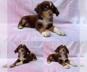 Miniature Australian Shepherd Puppy for sale in BROOKER, FL, USA