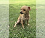Small #5 Chihuahua Mix