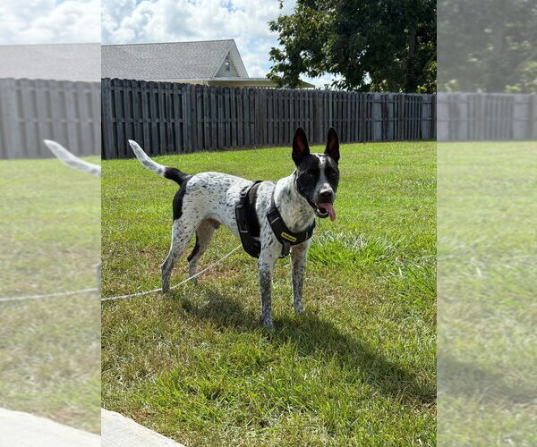 Medium Photo #13 Mutt Puppy For Sale in Abbeville, LA, USA