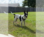 Small Photo #13 Mutt Puppy For Sale in Abbeville, LA, USA