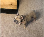 Small Photo #1 French Bulldog Puppy For Sale in BEVERLY HILLS, CA, USA