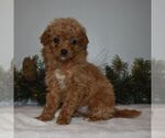 Small Photo #5 Goldendoodle-Poodle (Miniature) Mix Puppy For Sale in NEWPORT, PA, USA