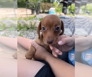 Dachshund Puppy for sale in BELDING, MI, USA
