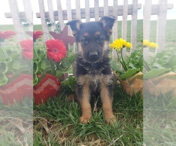 Medium Photo #4 German Shepherd Dog Puppy For Sale in MILLERSTOWN, PA, USA