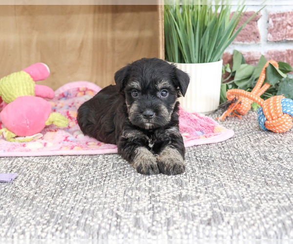 Medium Photo #2 Schnauzer (Miniature) Puppy For Sale in SYRACUSE, IN, USA