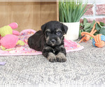 Small #1 Schnauzer (Miniature)