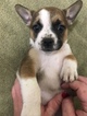 Small Photo #1 Australian Shepherd-French Bulldog Mix Puppy For Sale in WEST PLAINS, MO, USA