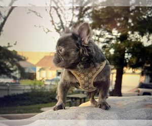 French Bulldog Puppy for sale in ROSEVILLE, CA, USA