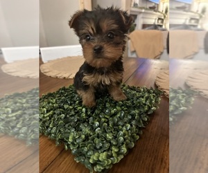 Yorkshire Terrier Puppy for sale in JASPER, GA, USA
