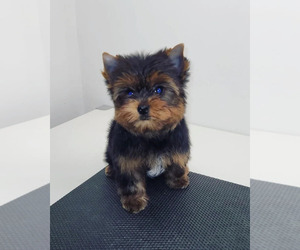 Yorkshire Terrier Puppy for sale in PENSACOLA, FL, USA