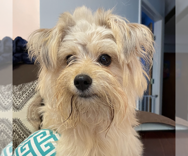 Medium Photo #4 Shih Tzu-Unknown Mix Puppy For Sale in Brooklyn, NY, USA