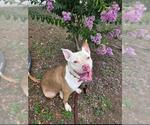 Small #2 Staffordshire Bull Terrier