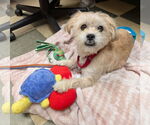 Small Photo #12 Mutt Puppy For Sale in Philadelphia, PA, USA