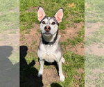 Small #8 Siberian Husky Mix