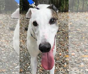 Greyhound Dogs for adoption in Cherry Hill, NJ, USA