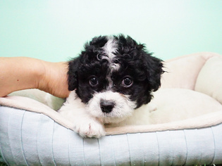 Shih-Poo Puppy for sale in LA MIRADA, CA, USA