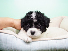 Small Photo #1 Shih-Poo Puppy For Sale in LA MIRADA, CA, USA