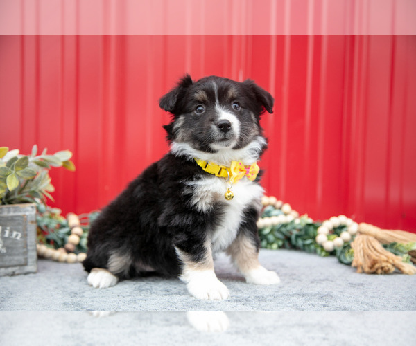 Medium Photo #18 Miniature Australian Shepherd Puppy For Sale in MILLERSBURG, OH, USA