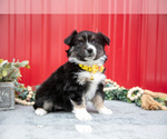 Small Photo #18 Miniature Australian Shepherd Puppy For Sale in MILLERSBURG, OH, USA